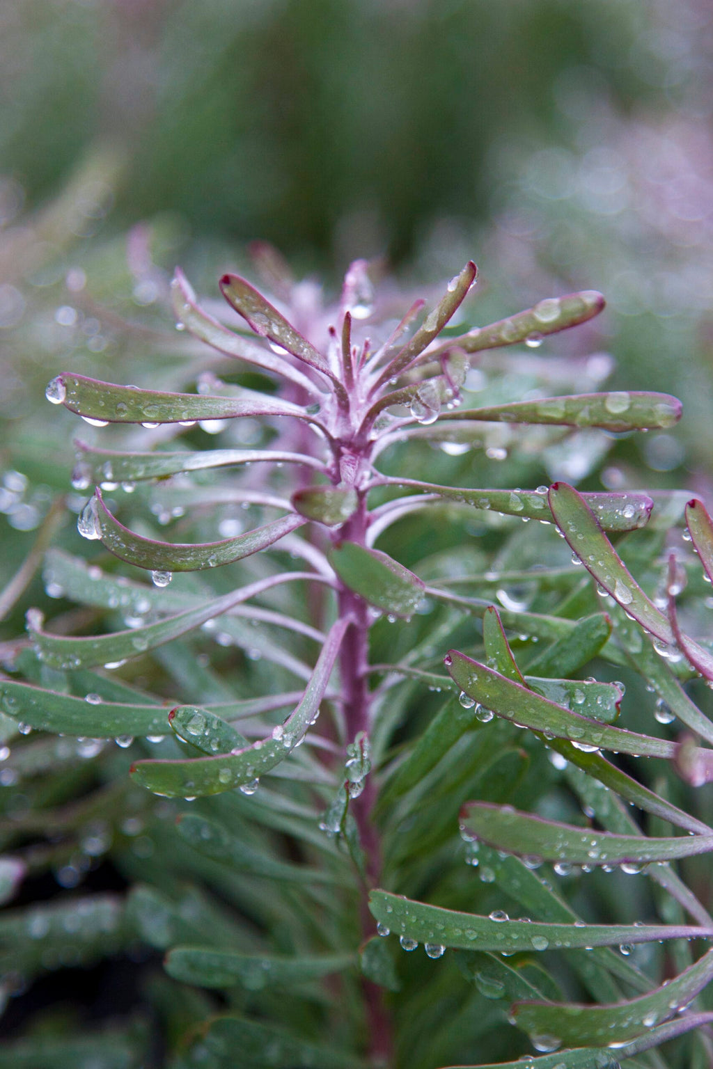 Leucadendron Purple Haze