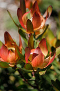 Leucadendron Red Gem