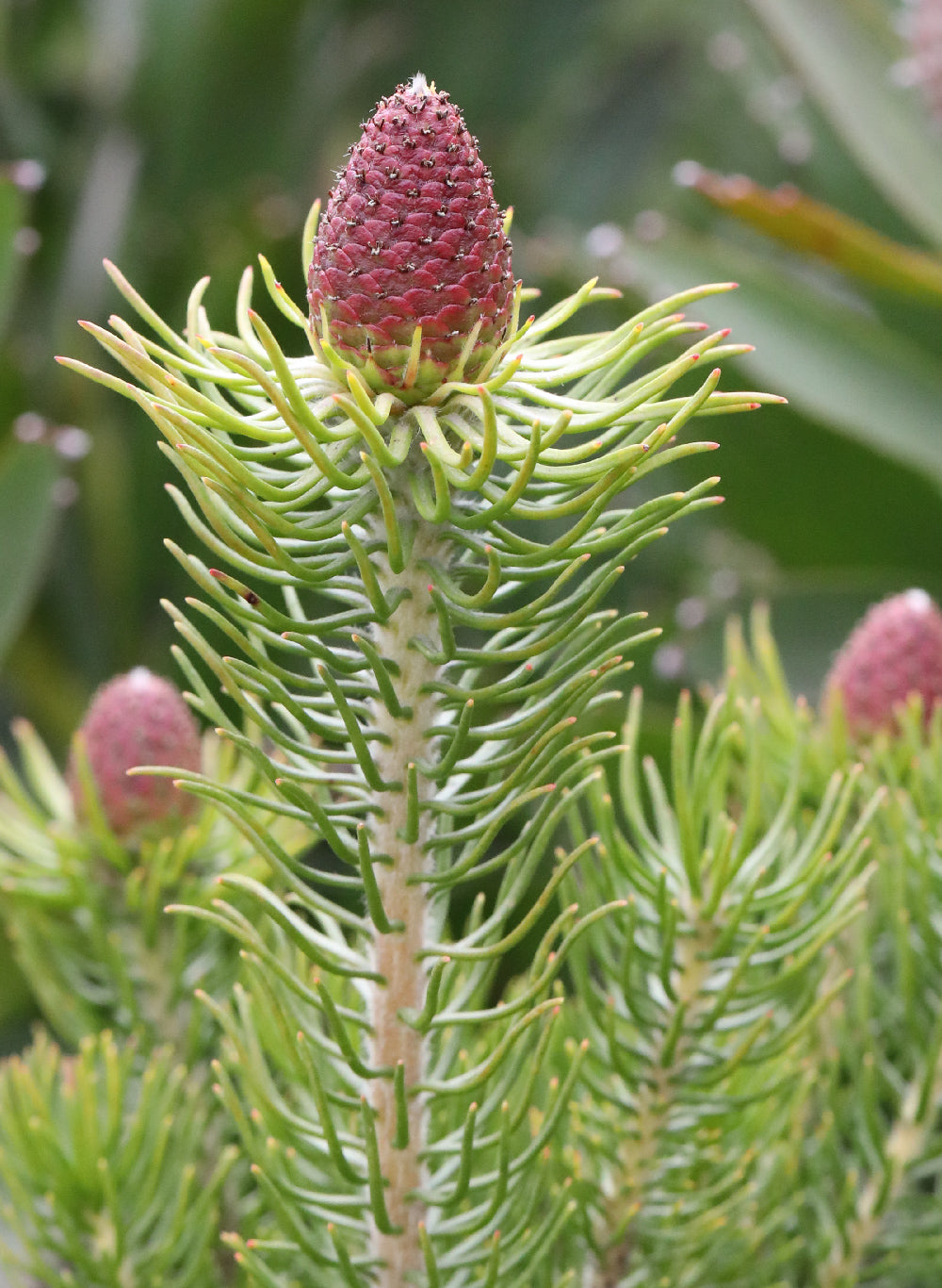 Leucadendron Sacred Cone