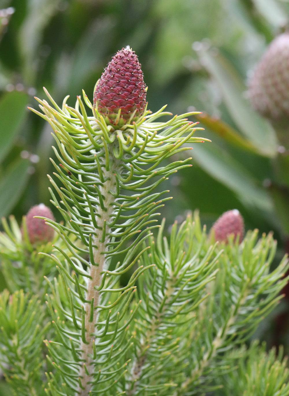 Leucadendron Sacred Cone