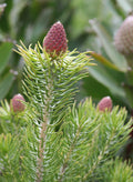Leucadendron Sacred Cone