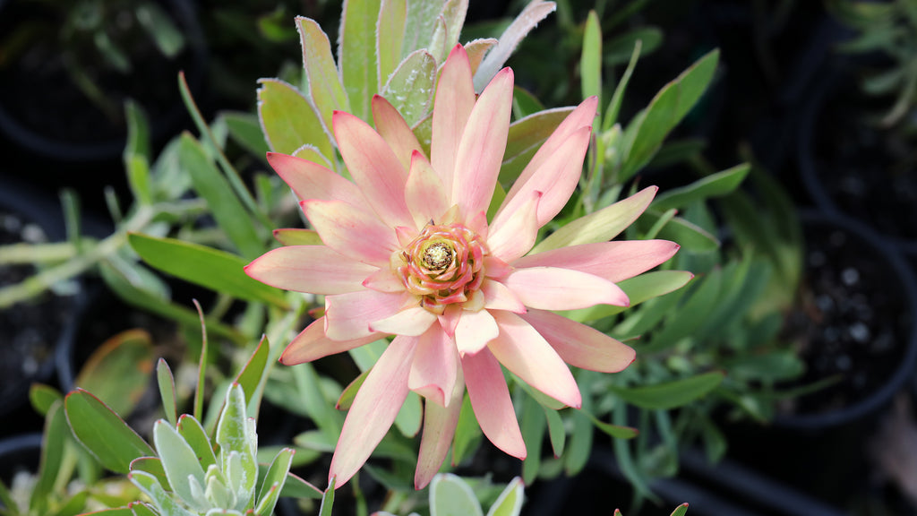 Leucadendron Sacred Dream