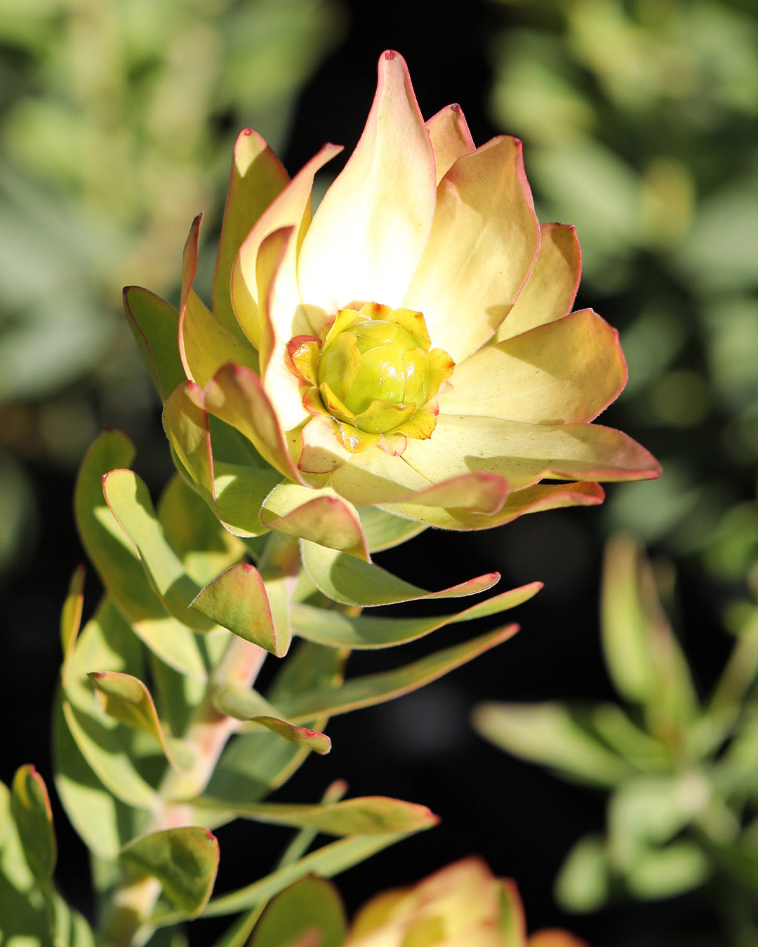 Leucadendron Sacred Wish