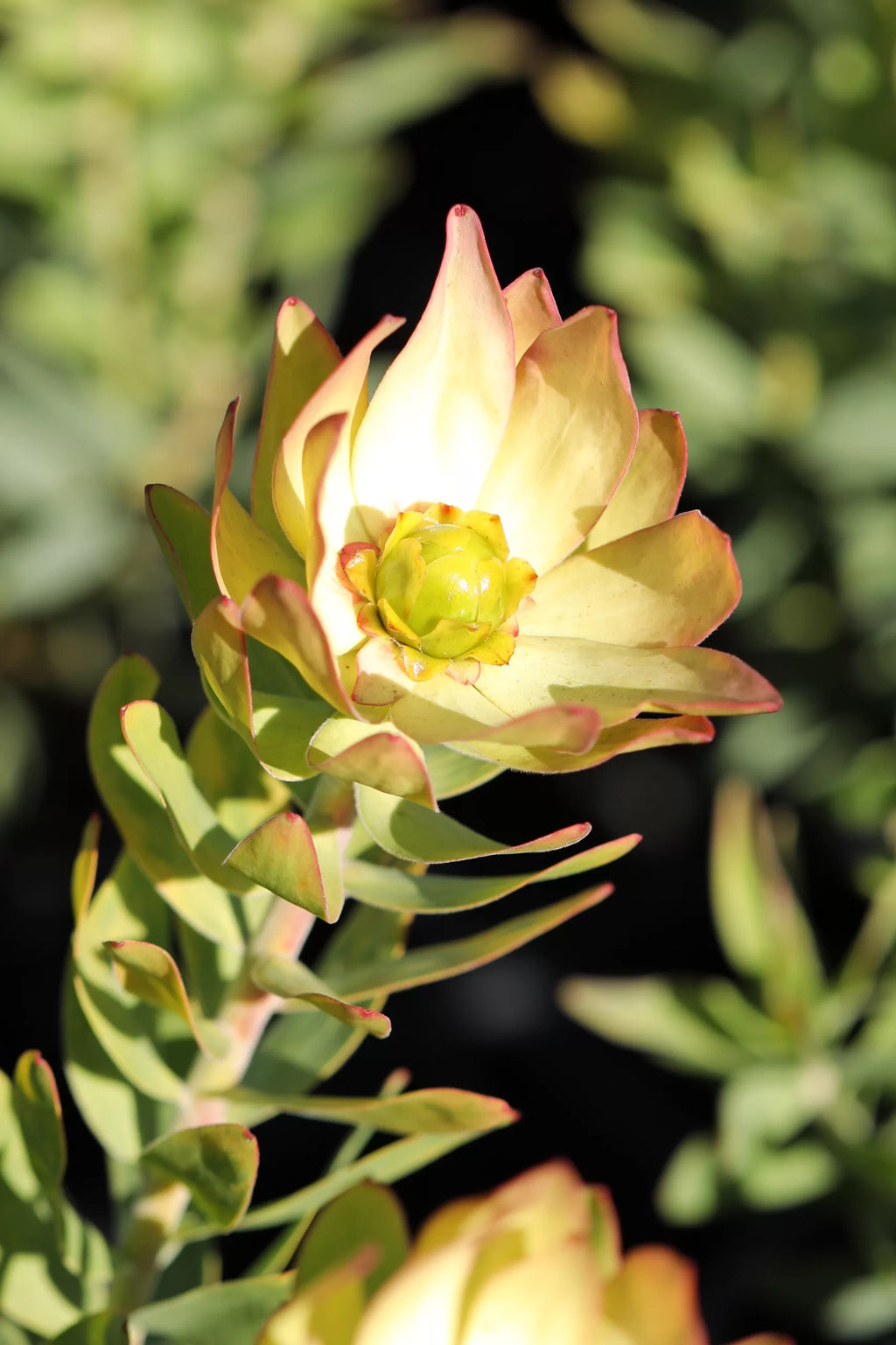 Leucadendron Sacred Wish