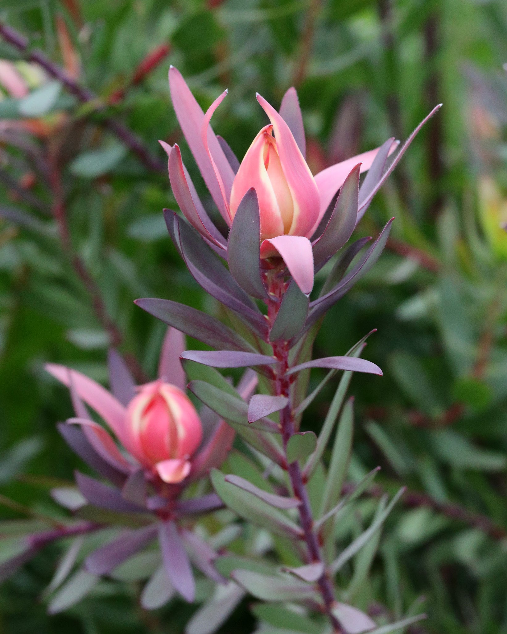 Leucadendron Safari Magic