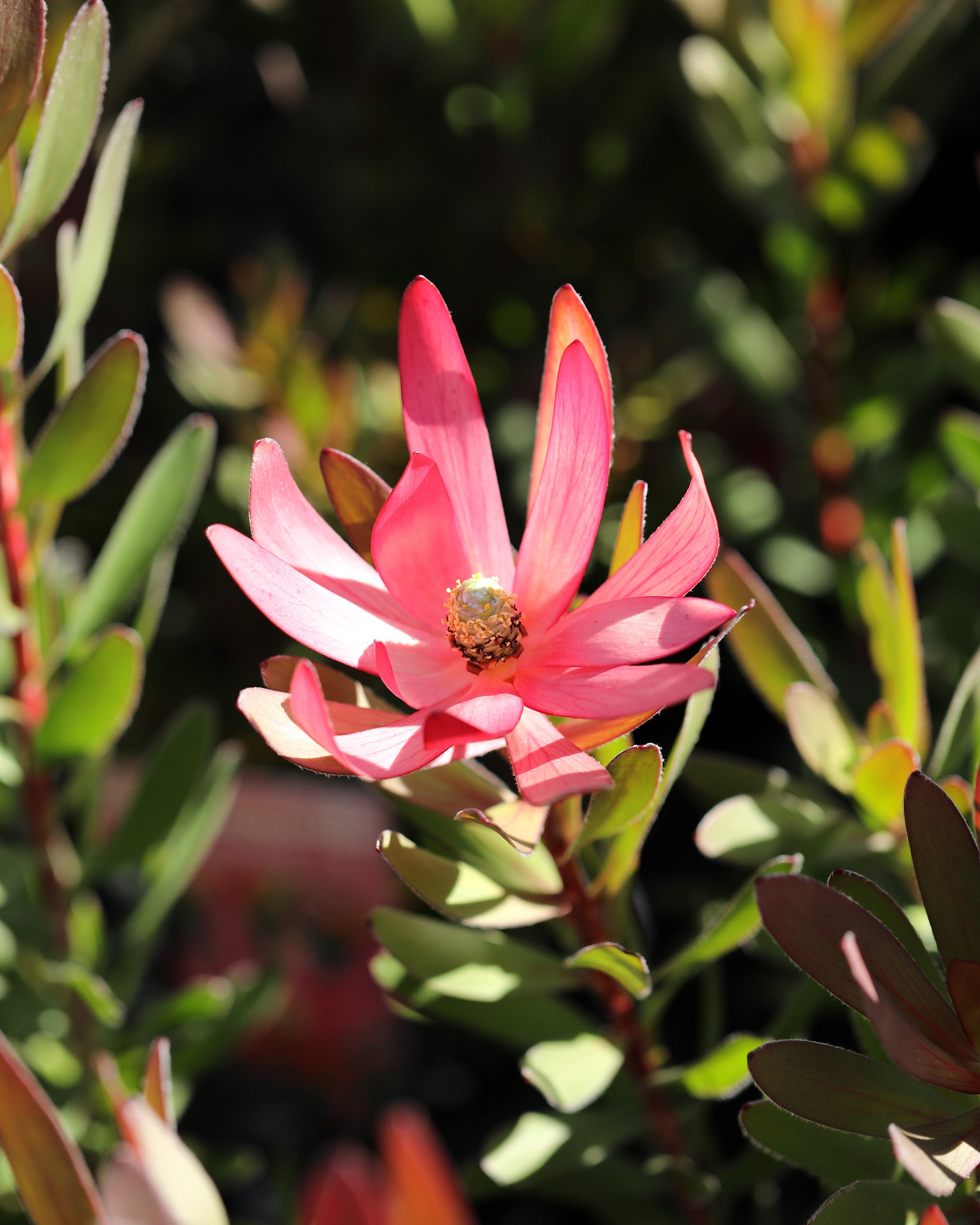 Leucadendron Safari Magic