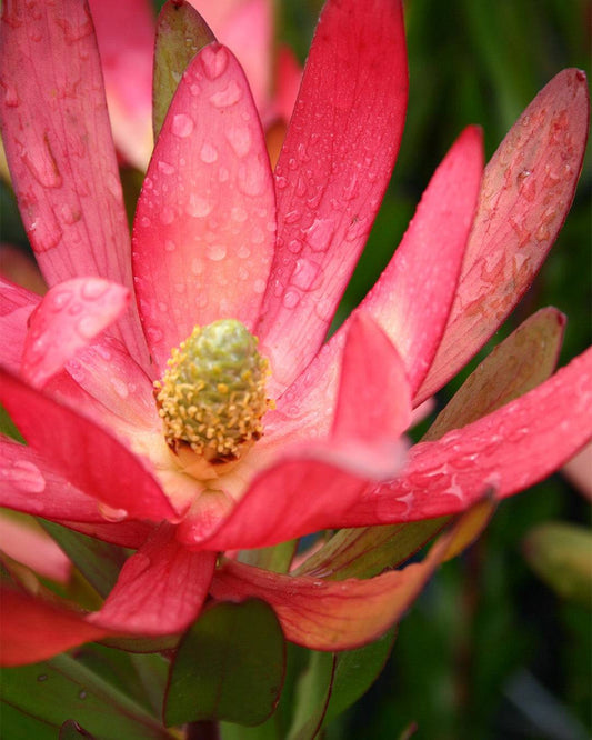 Leucadendron Safari Sunset