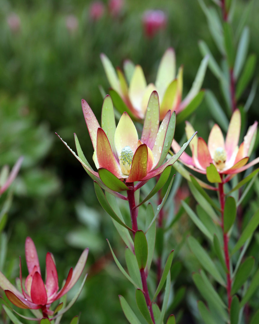 Leucadendron Safari Sunset