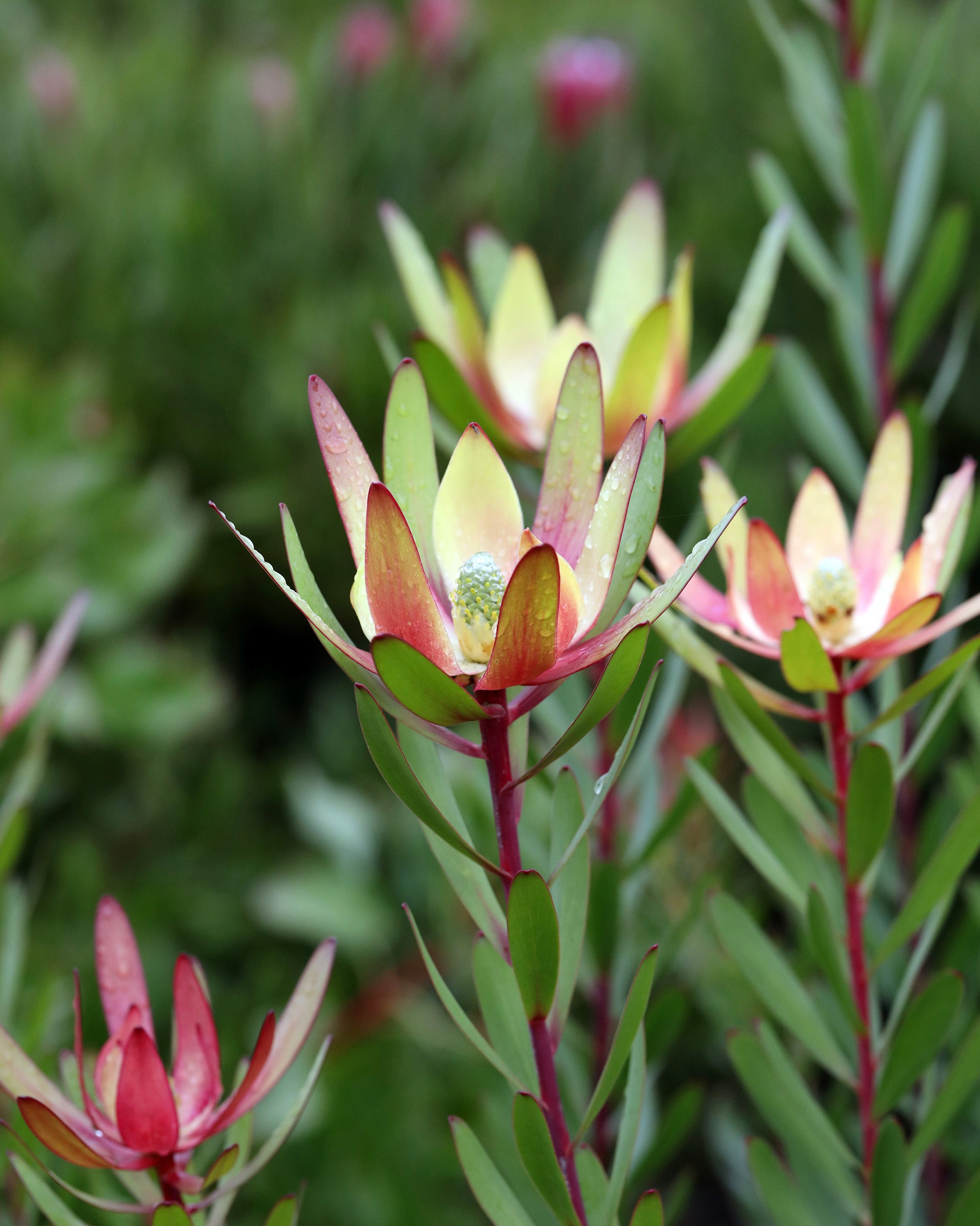 Leucadendron Safari Sunset