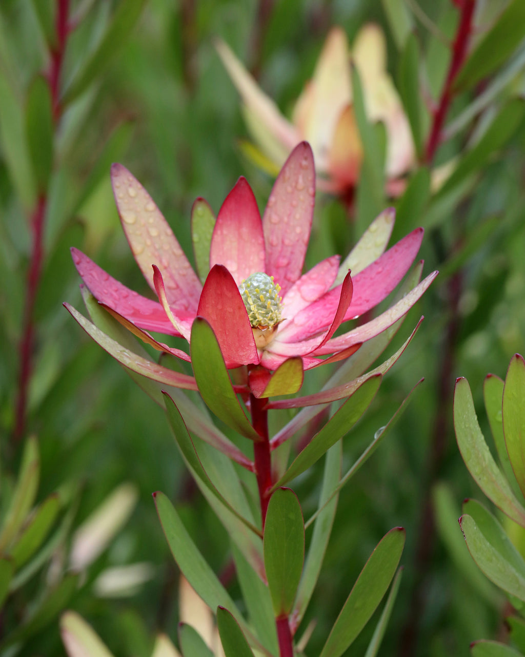 Leucadendron Safari Sunset