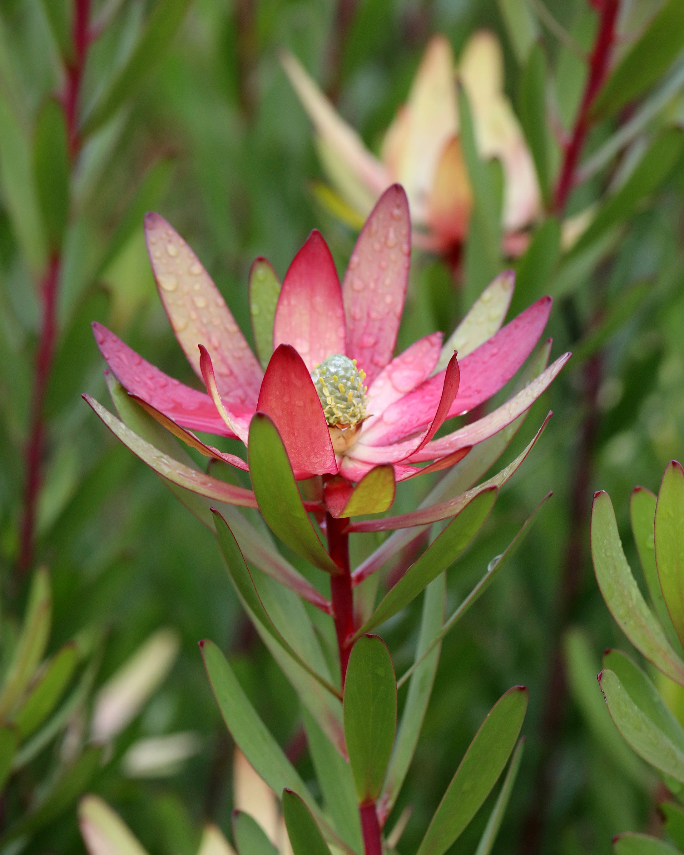 Leucadendron Safari Sunset