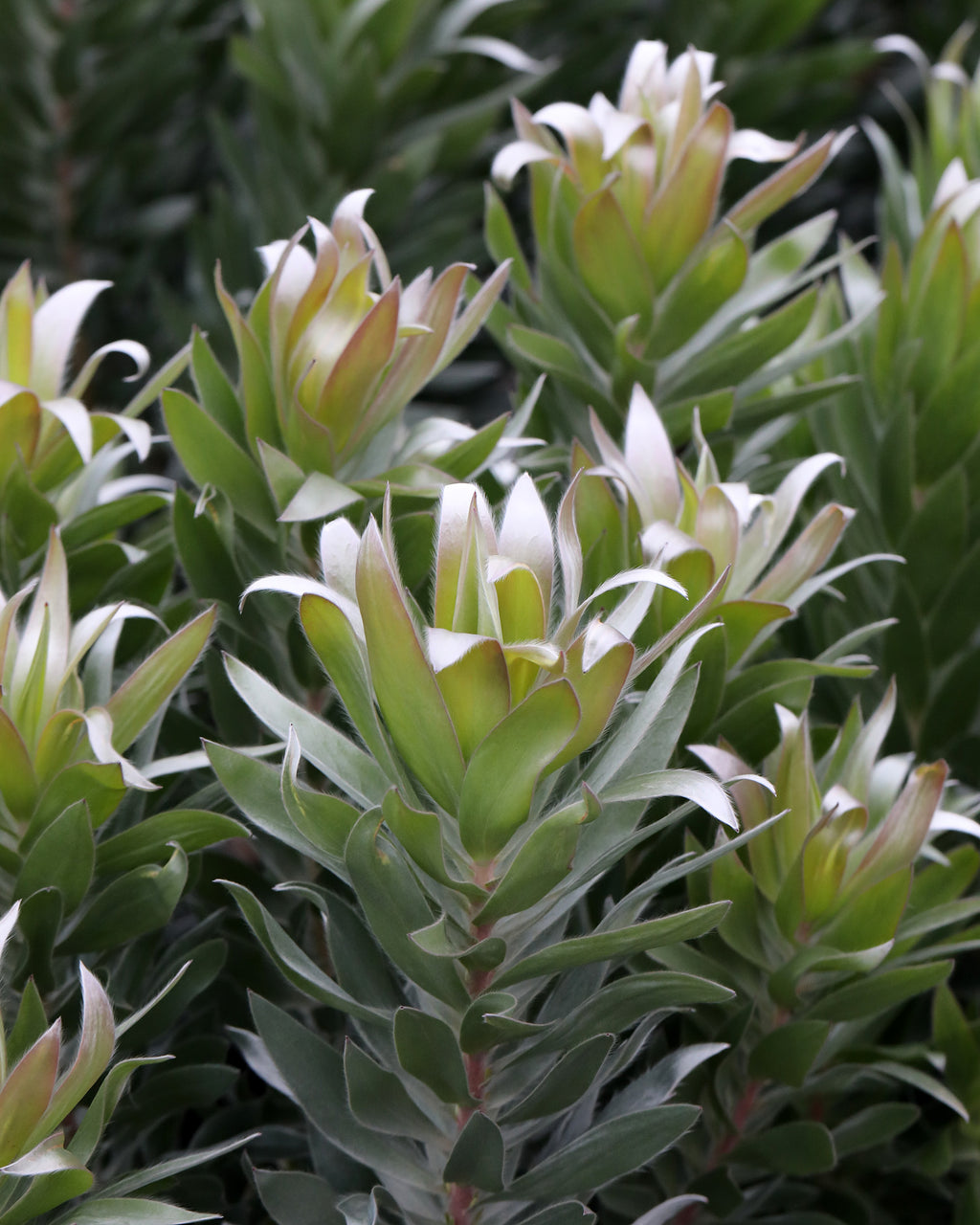 Leucadendron Silver Tree