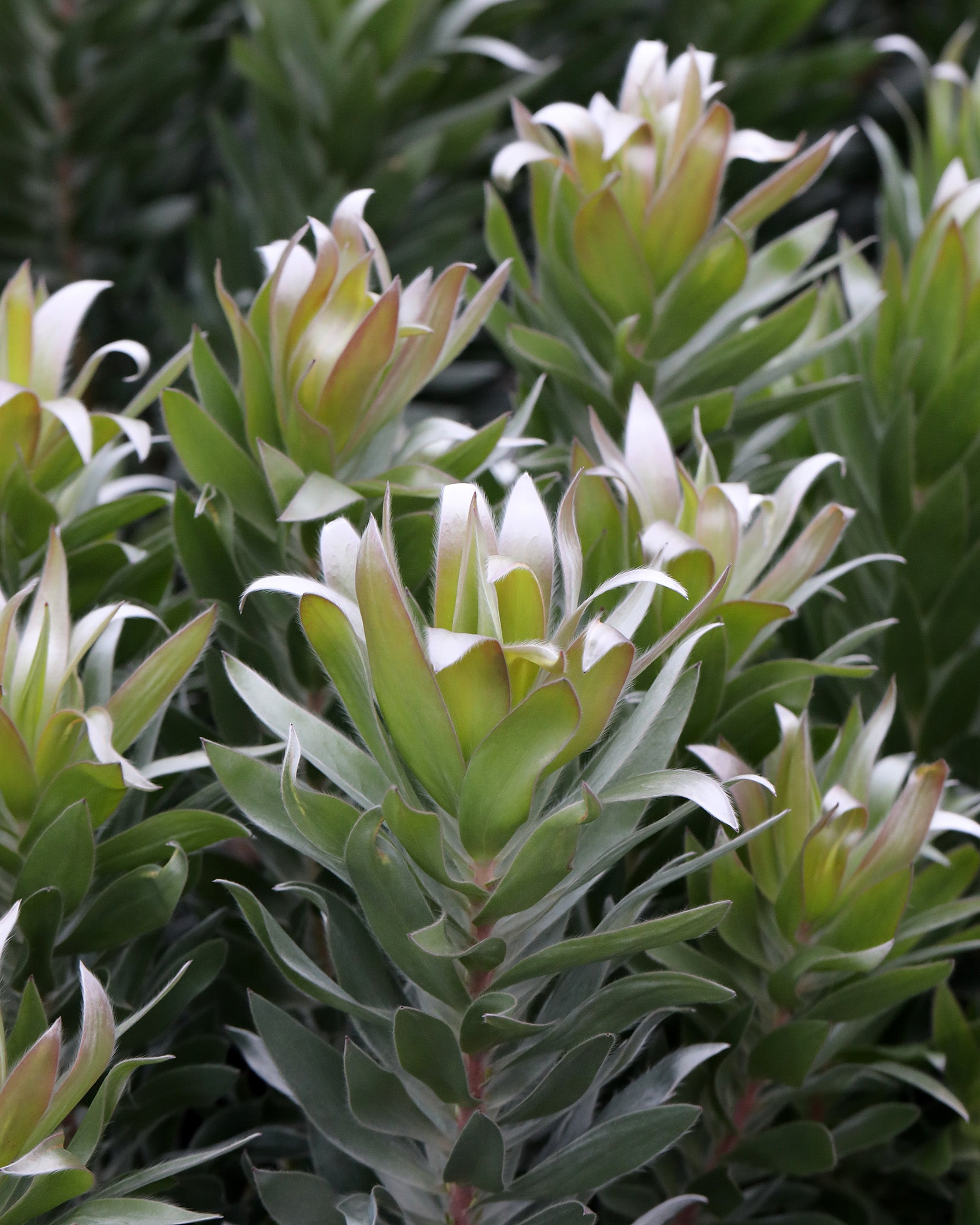Leucadendron Silver Tree