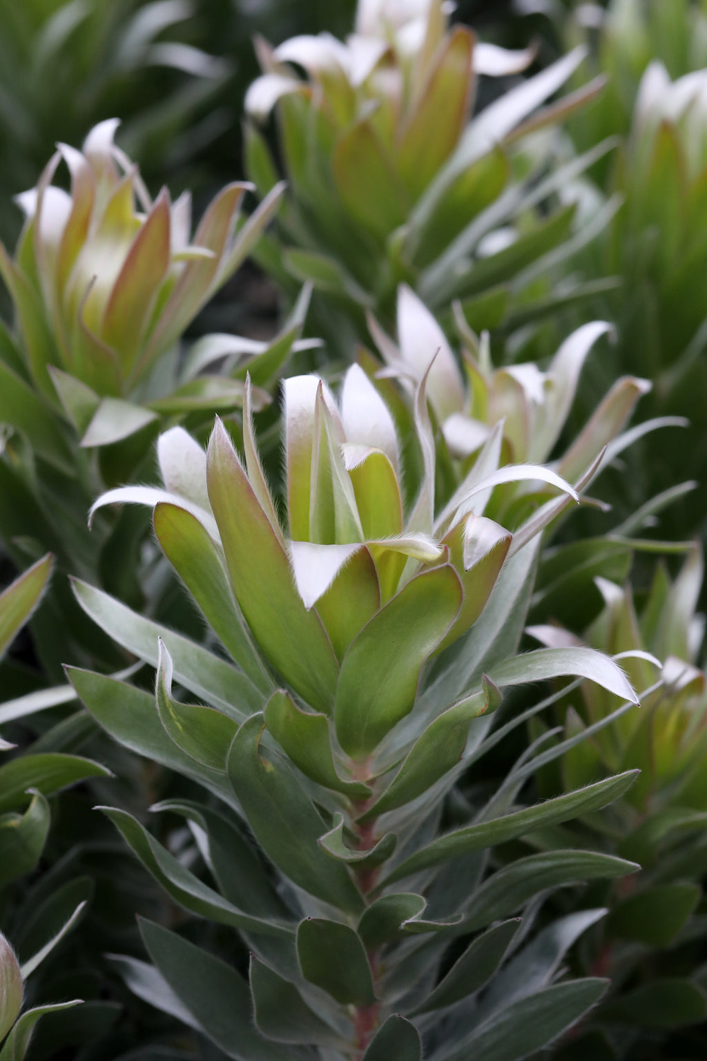 Leucadendron Silver Tree