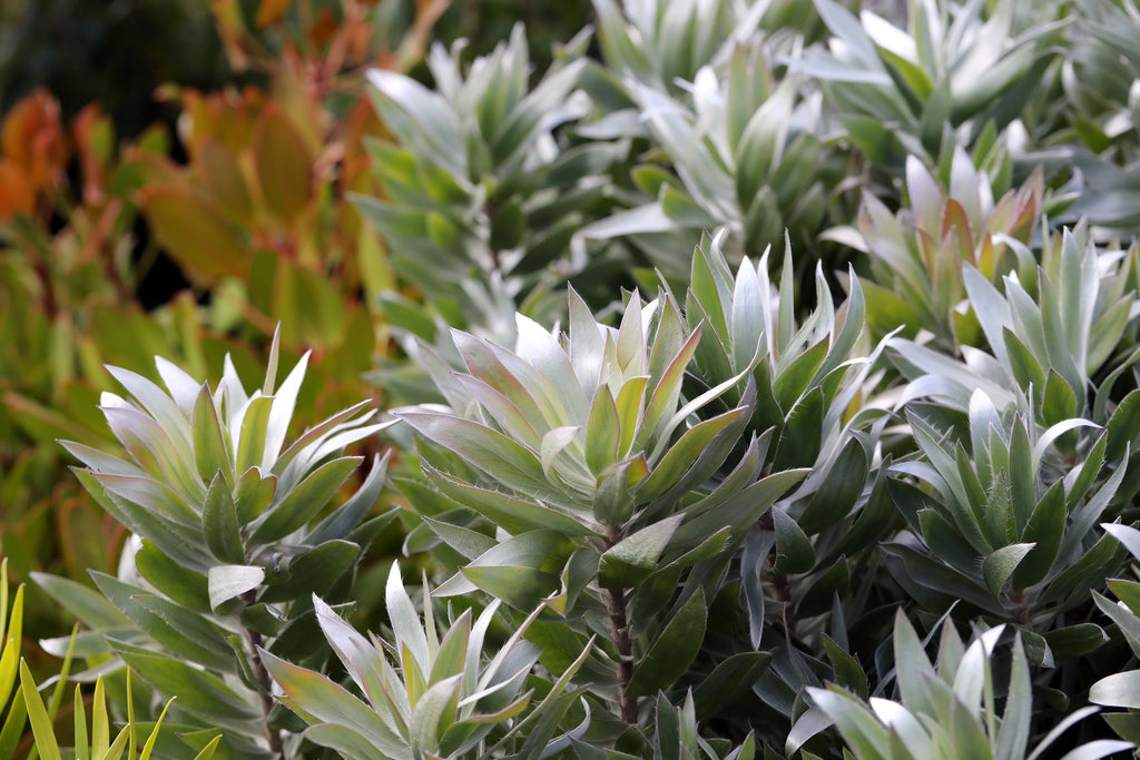 Leucadendron Silver Tree