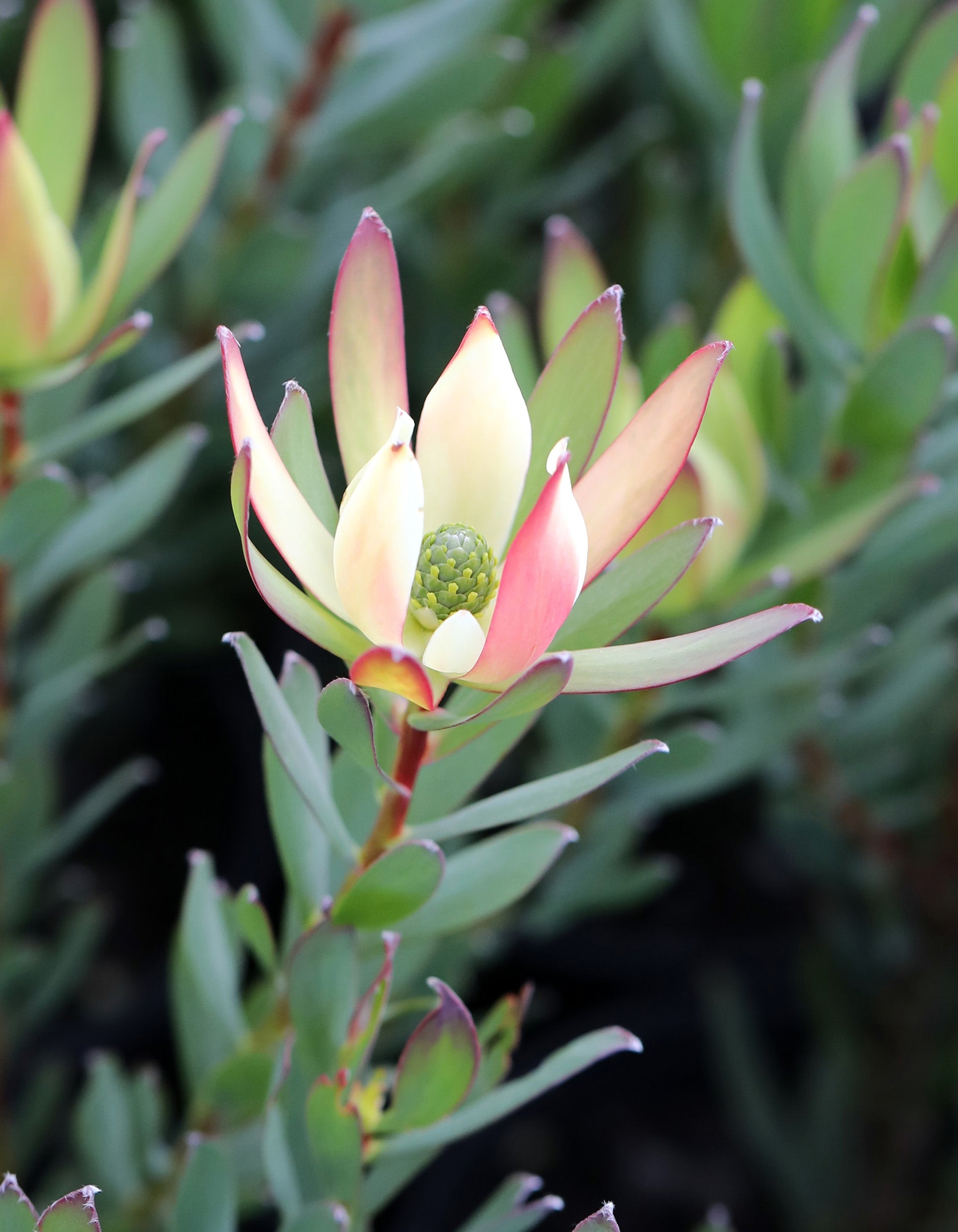 Leucadendron Sixteen Candles