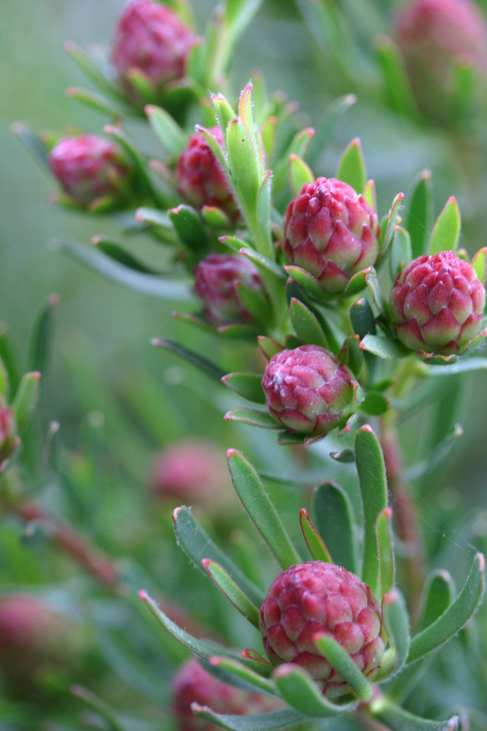 Strawberry Fair – Leucadendron modestum