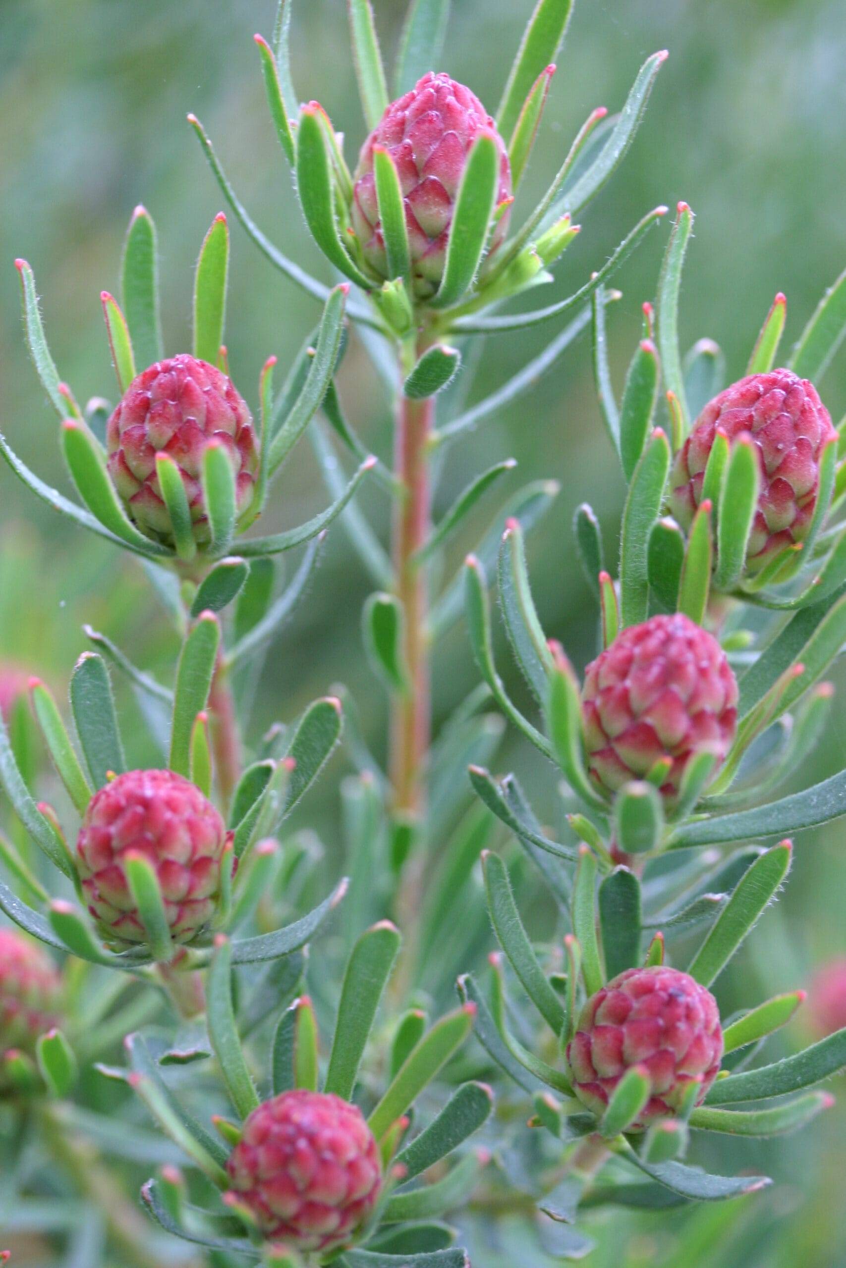 Strawberry Fair – Leucadendron modestum