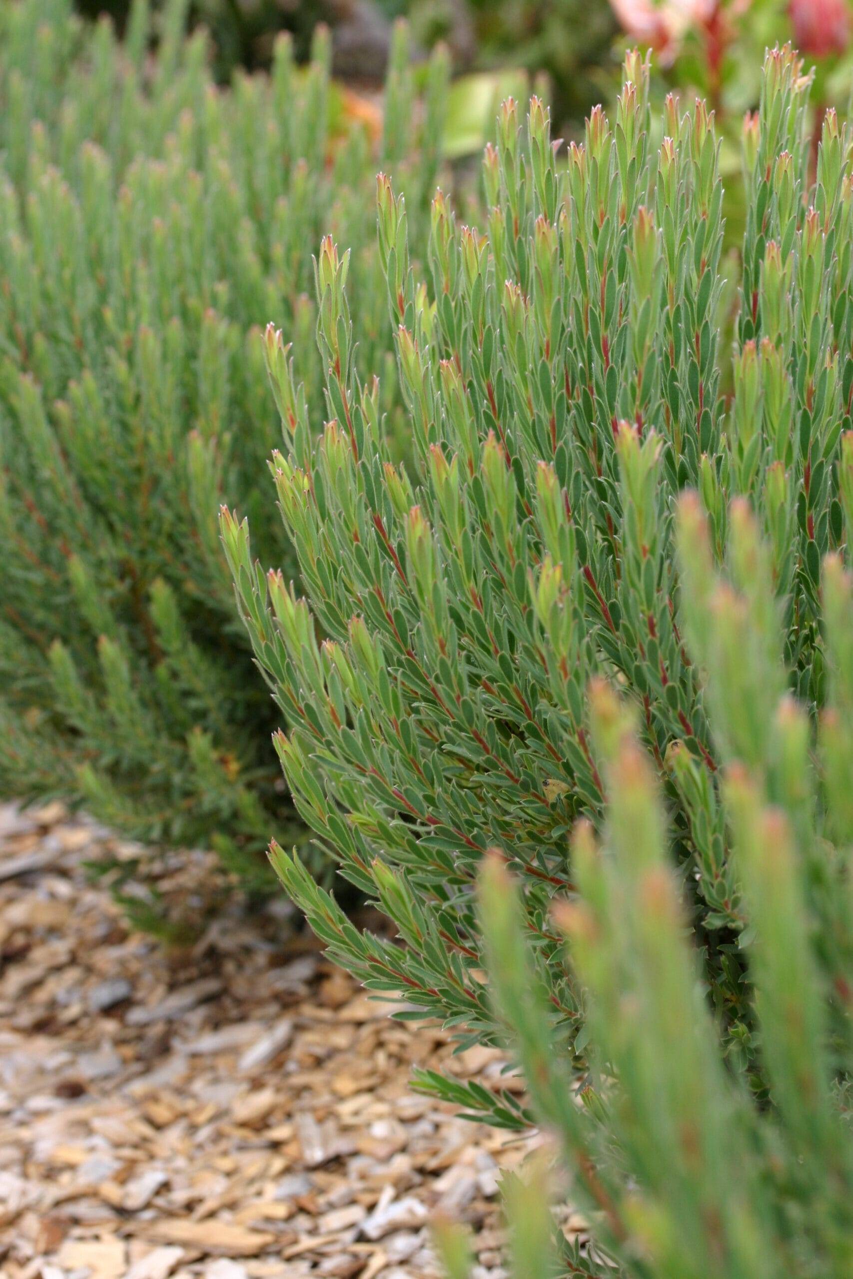 Strawberry Fair – Leucadendron modestum