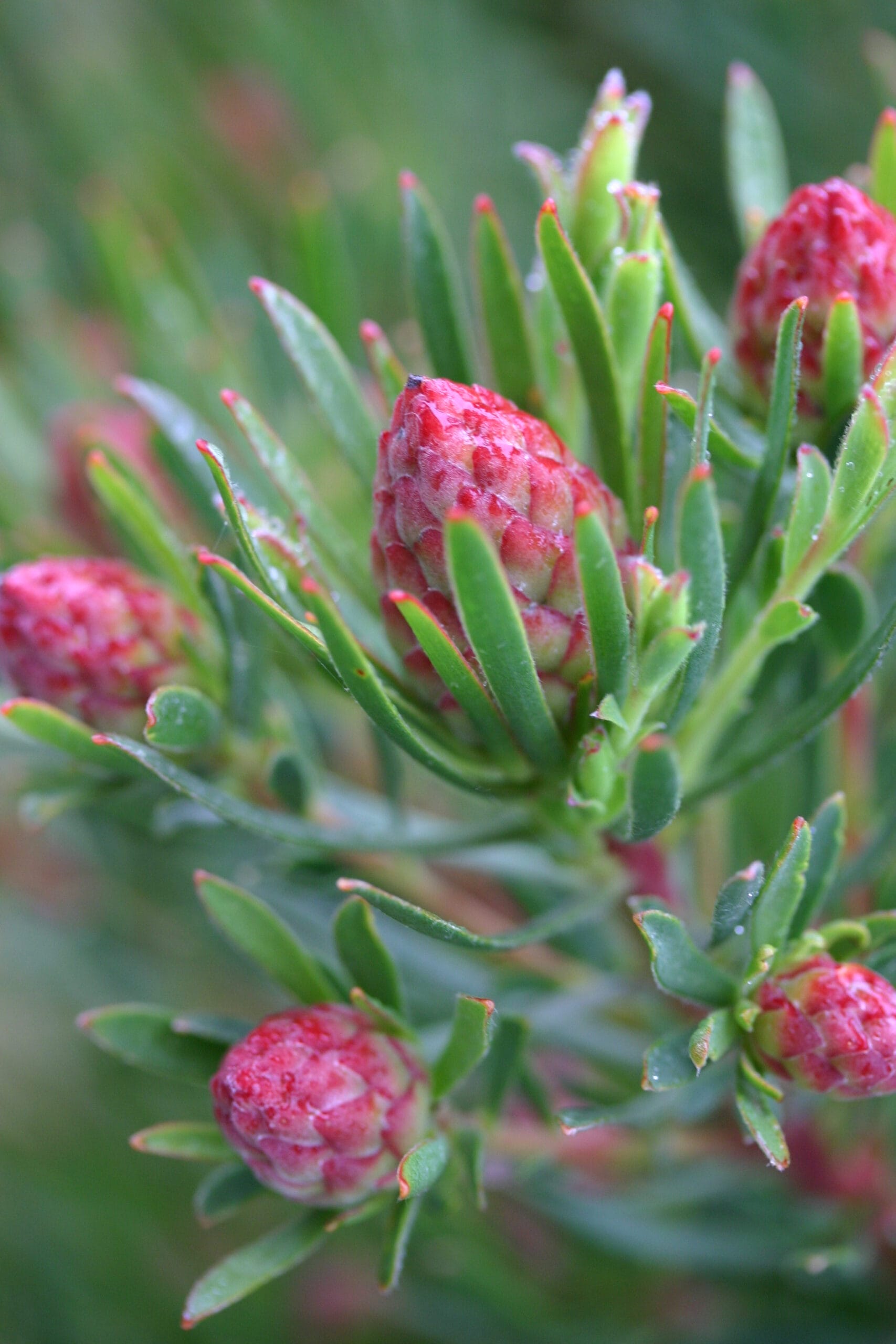 Leucadendron Strawberry Fair