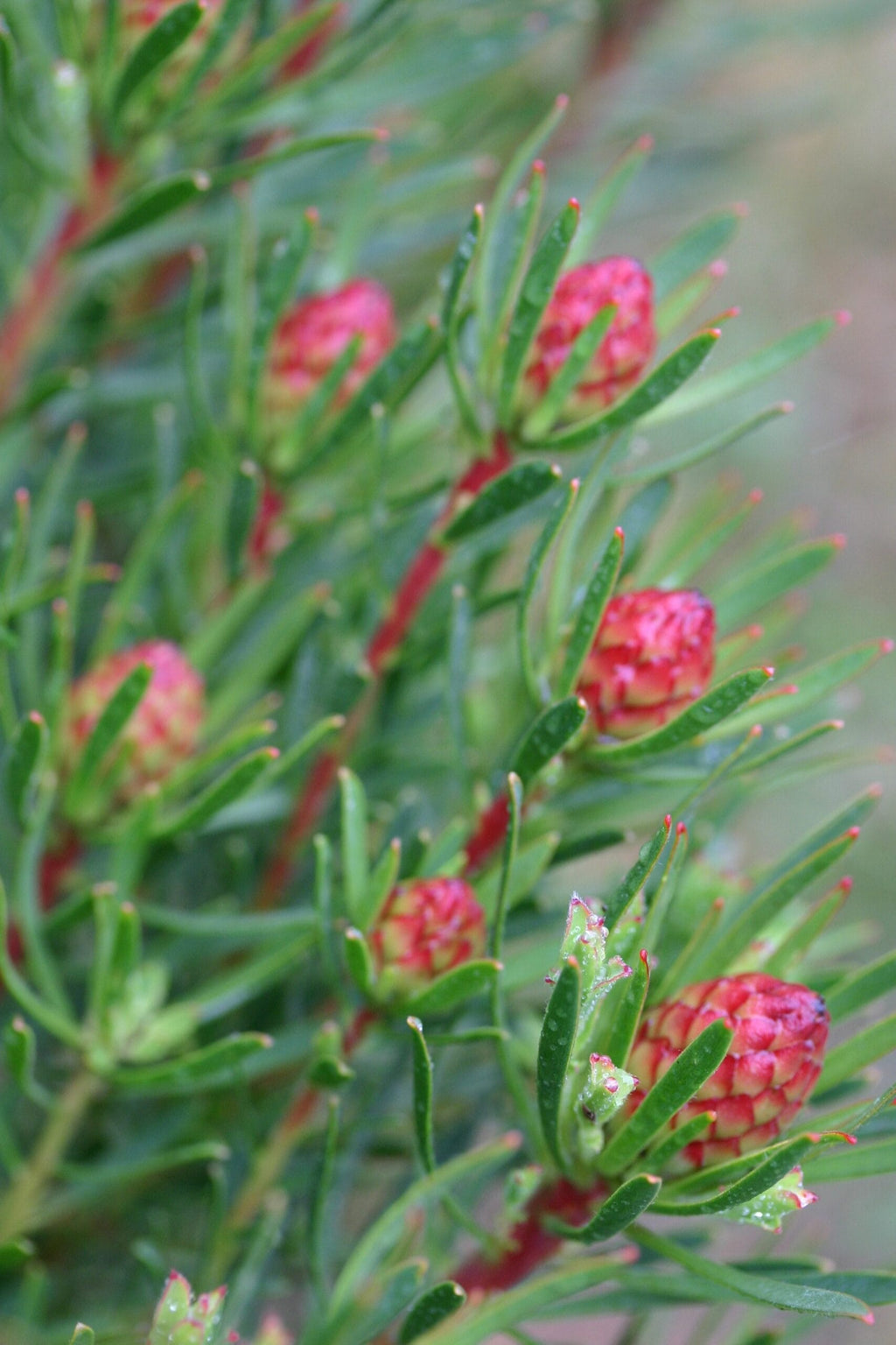 Leucadendron Strawberry Fair