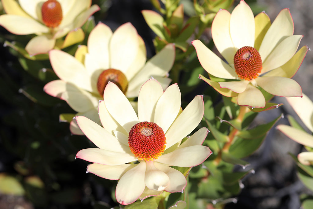 Leucadendron Summer Sun