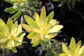 Leucadendron Winter Gold