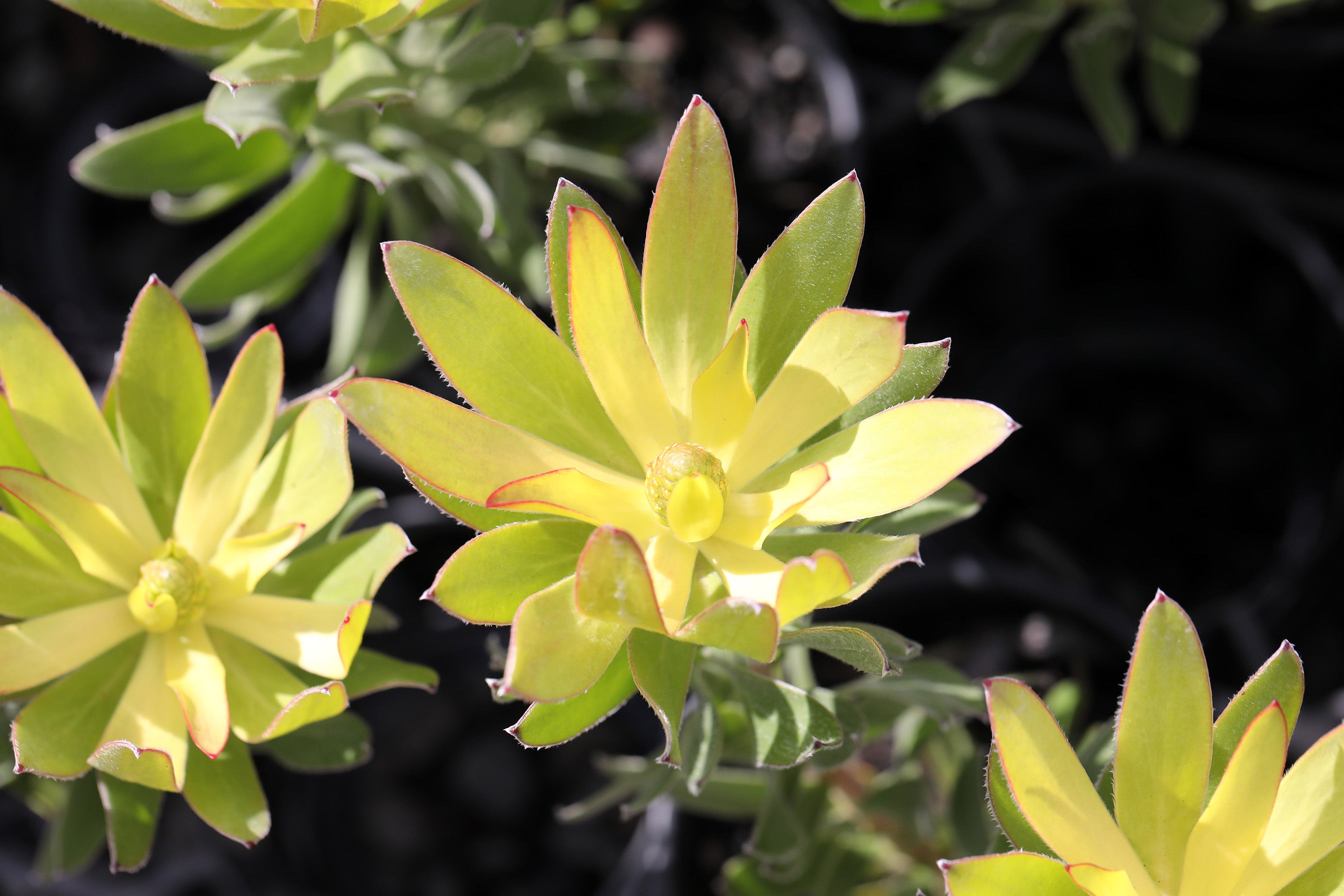 Leucadendron Winter Gold
