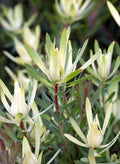 Leucadendron Yellow Devil