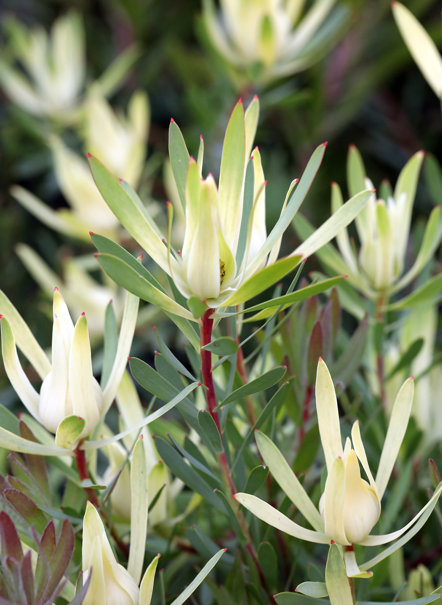 Leucadendron Yellow Devil