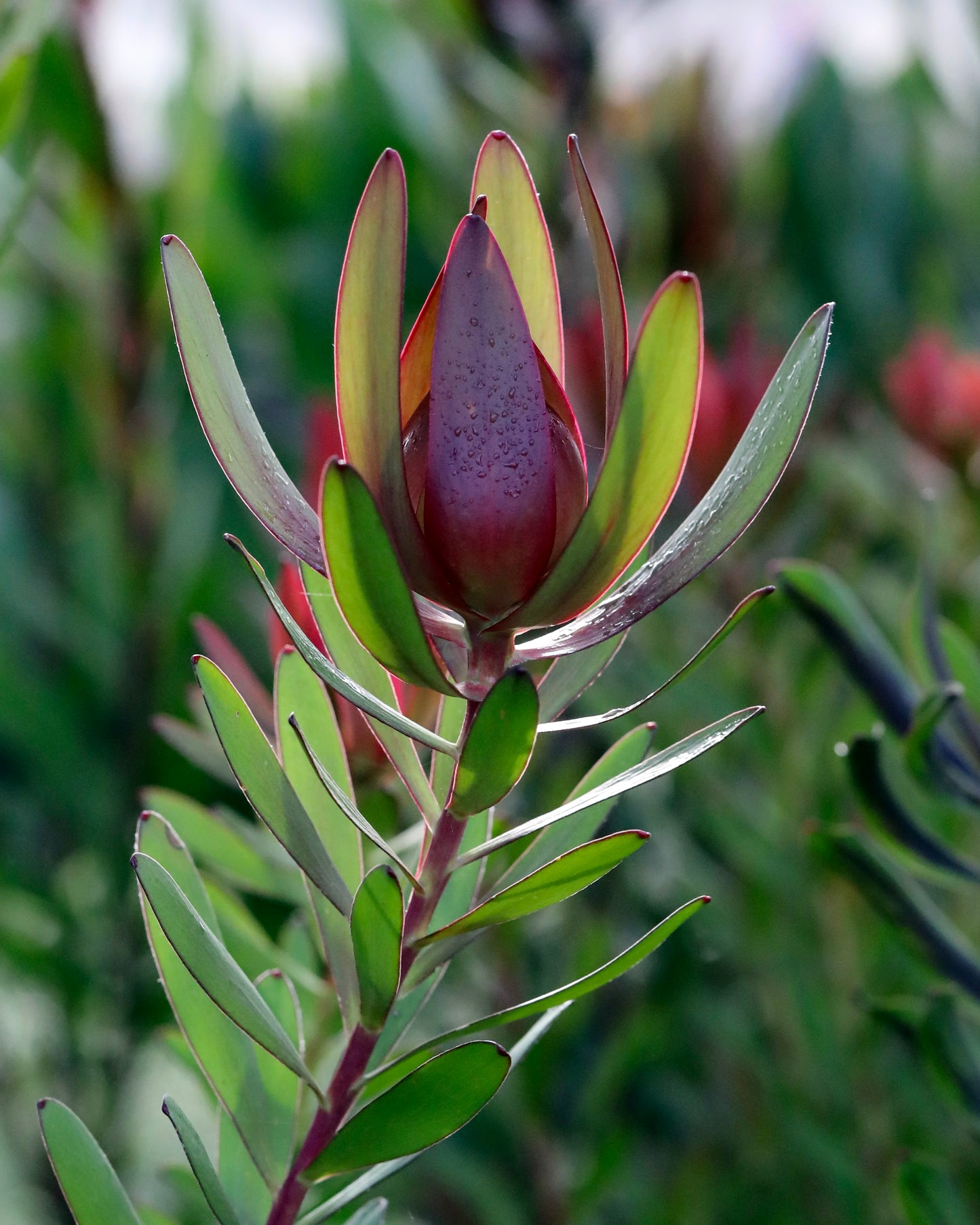 Leucadendron Burgundy Blaze
