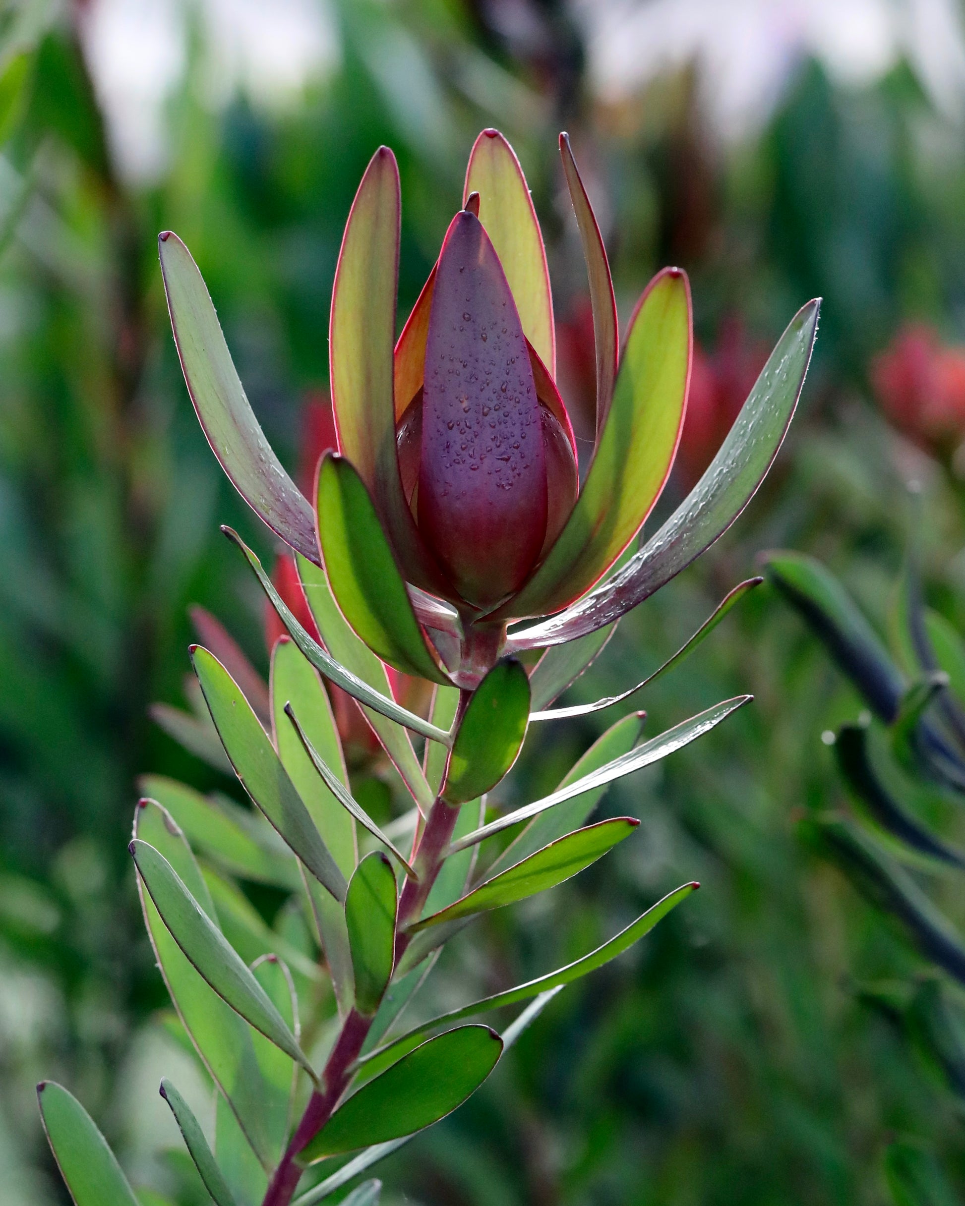 Leucadendron Burgundy Blaze