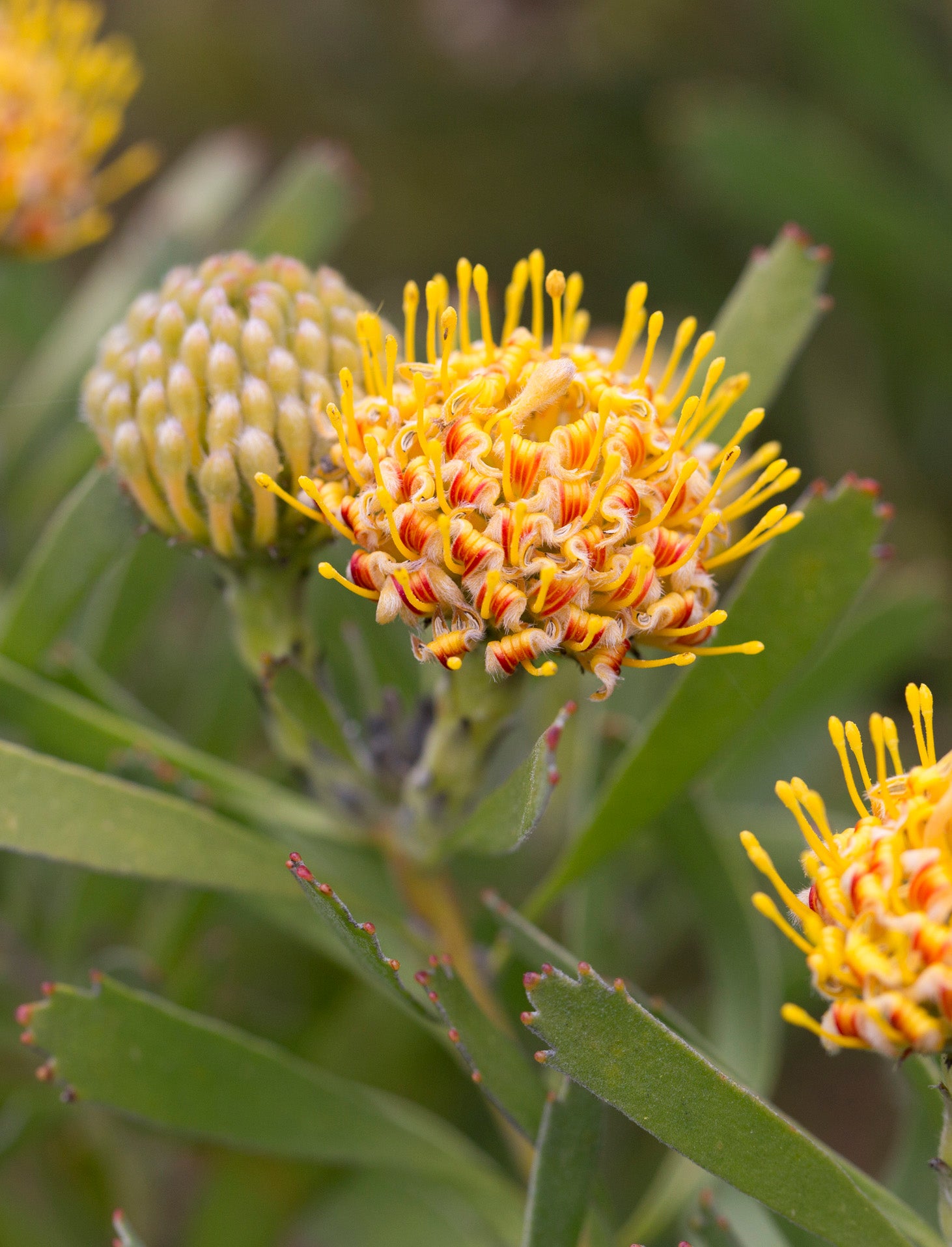 Leucospermum Calypso Gold