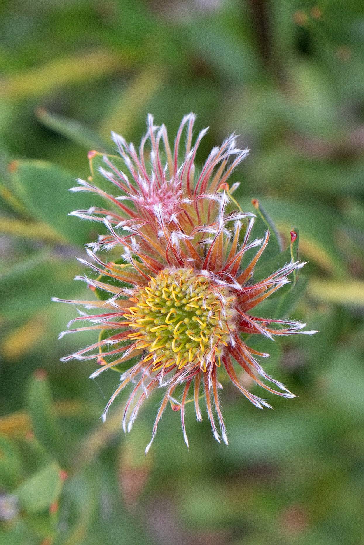 Leucospermum Calypso Pink