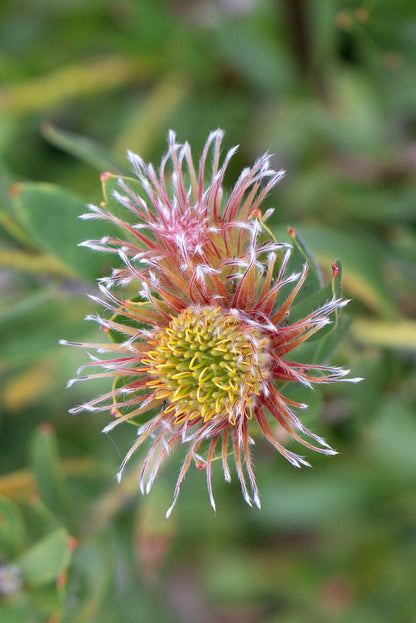 Leucospermum Calypso Pink