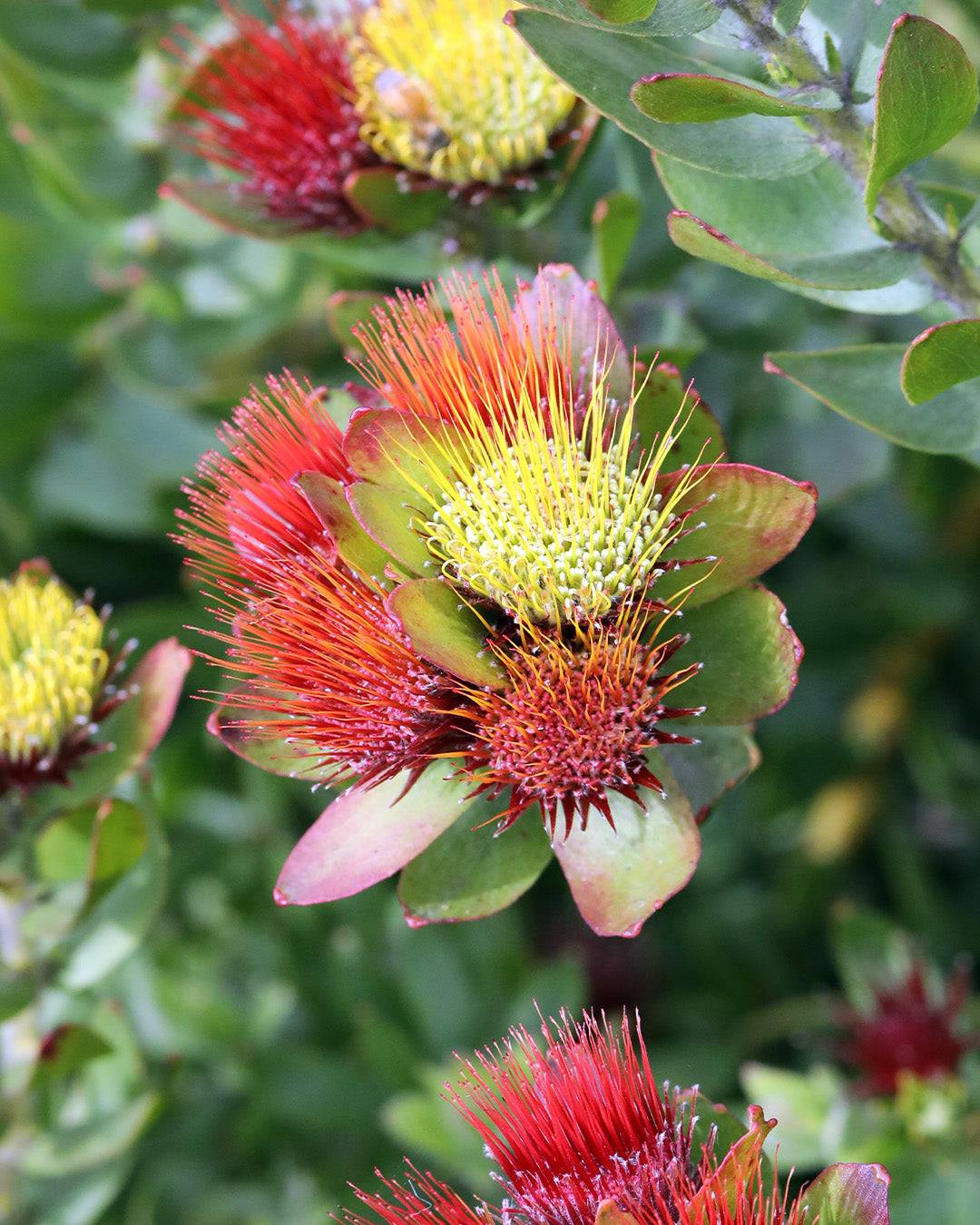 Leucospermum Calypso Red