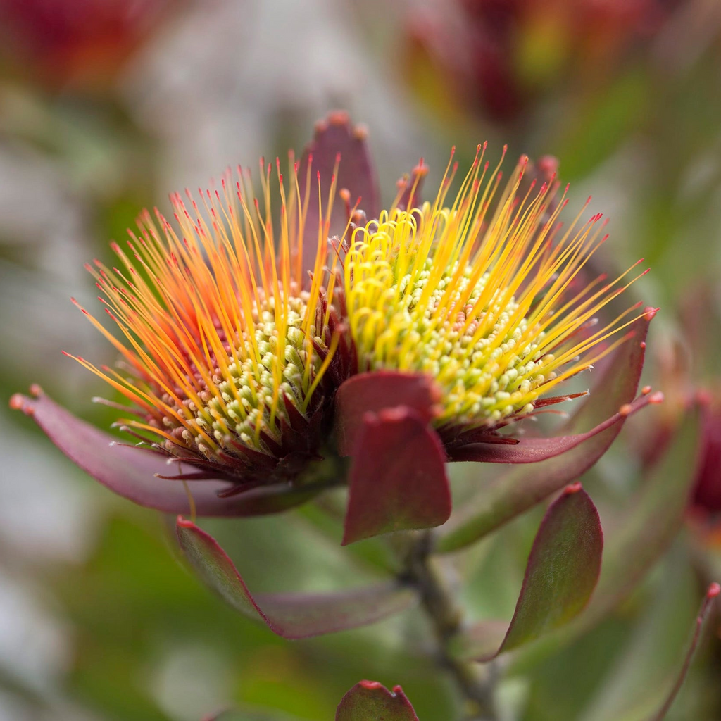 Leucospermum Calypso Red
