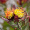 Leucospermum Calypso Red
