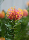 Leucospermum Carnival® Coast