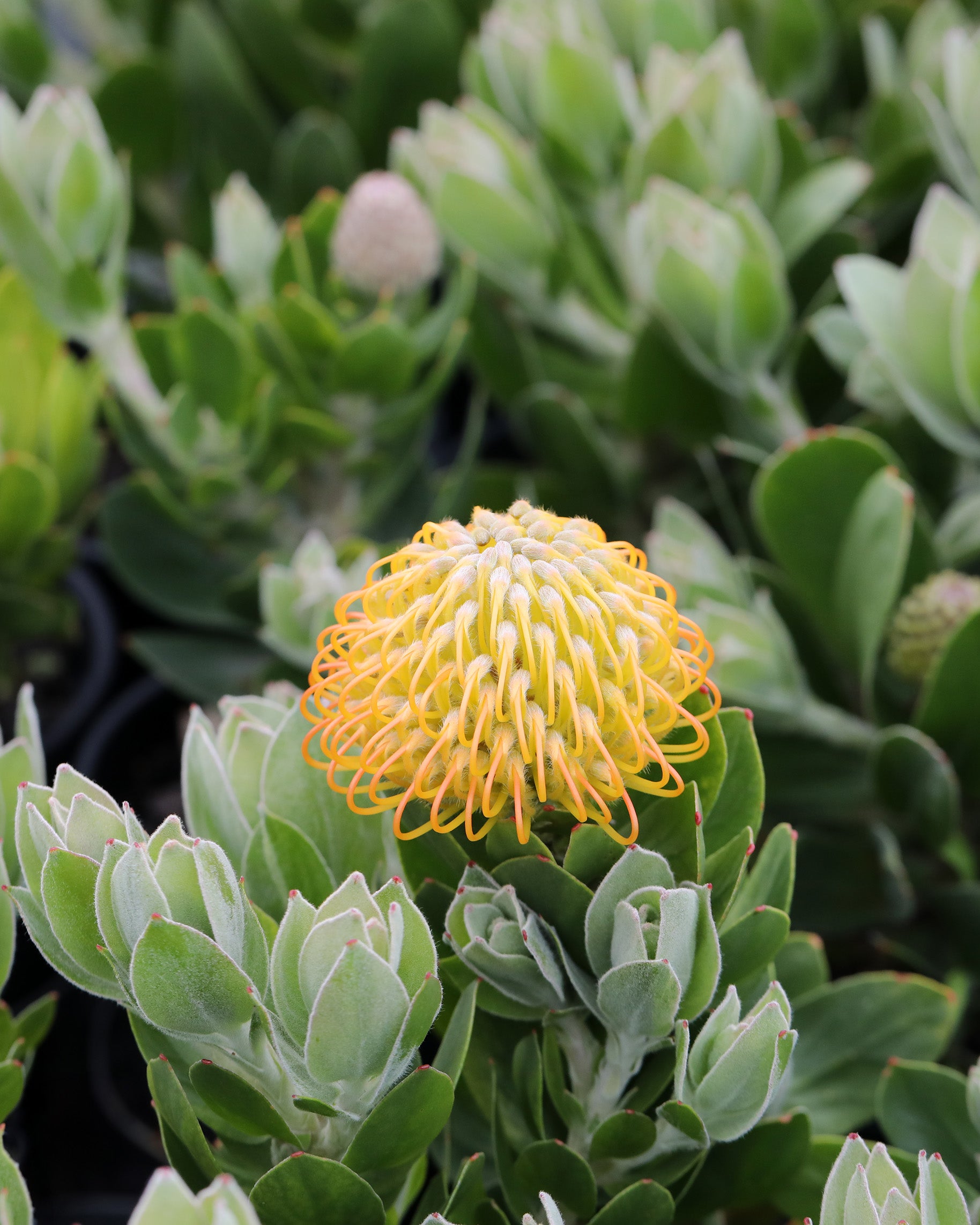 Leucospermum Carnival Copper