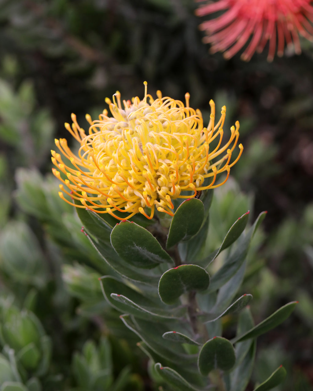 Leucospermum Carnival Copper