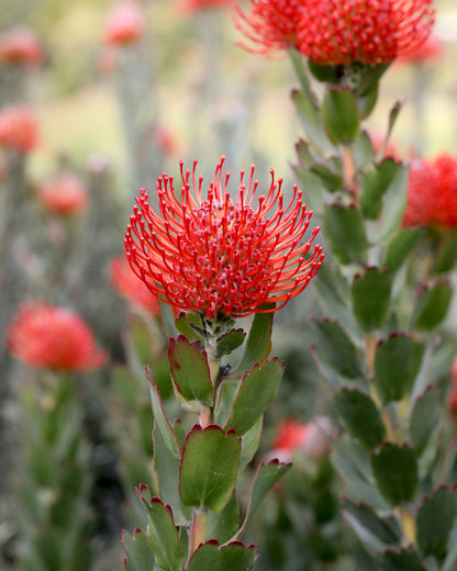 Leucospermum Carnival Crimson