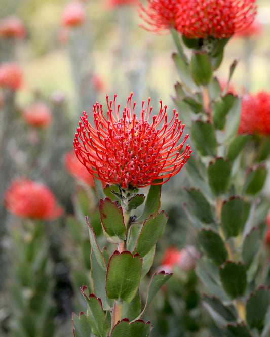 Leucospermum Carnival Crimson