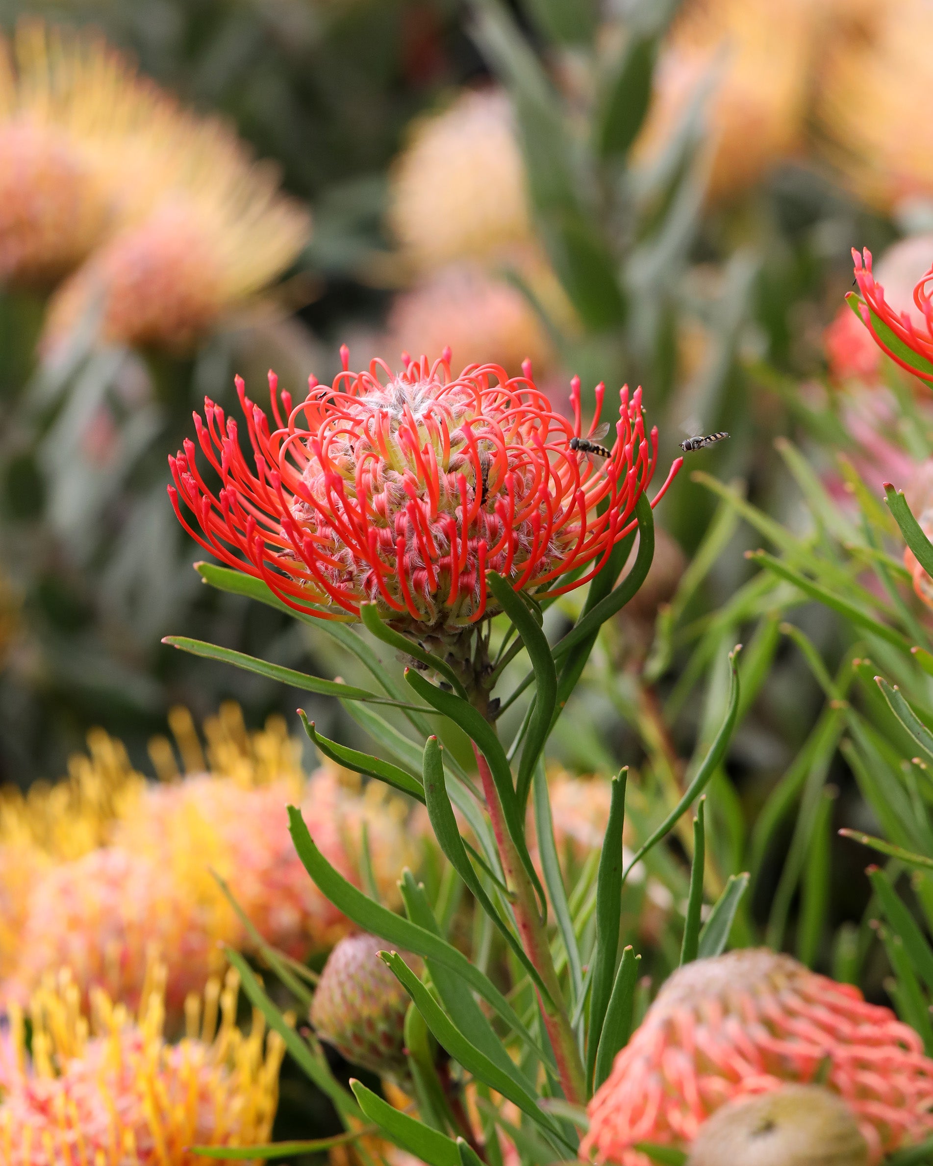 Leucospermum Carnival® Flame