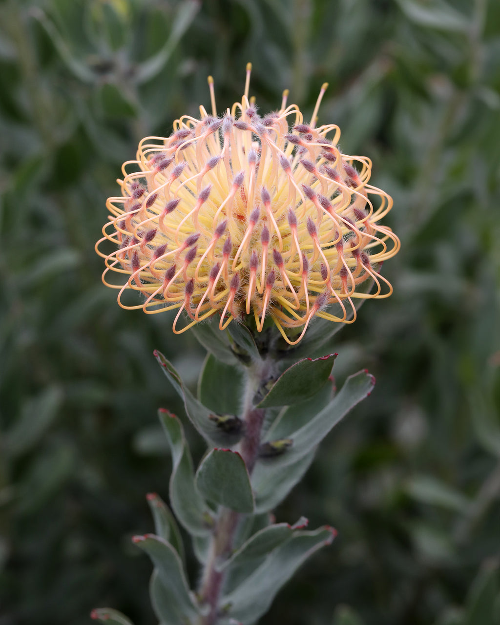 Leucospermum Carnival® Peach