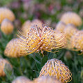 Leucospermum Carnival® Peach