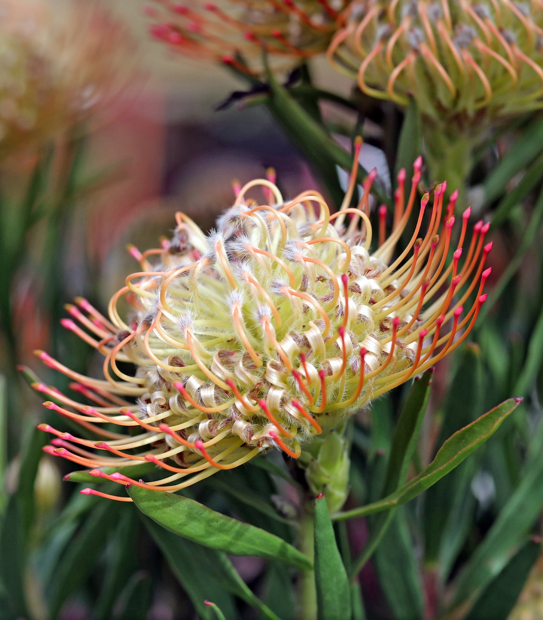 Leucospermum Carnival® Sunrise