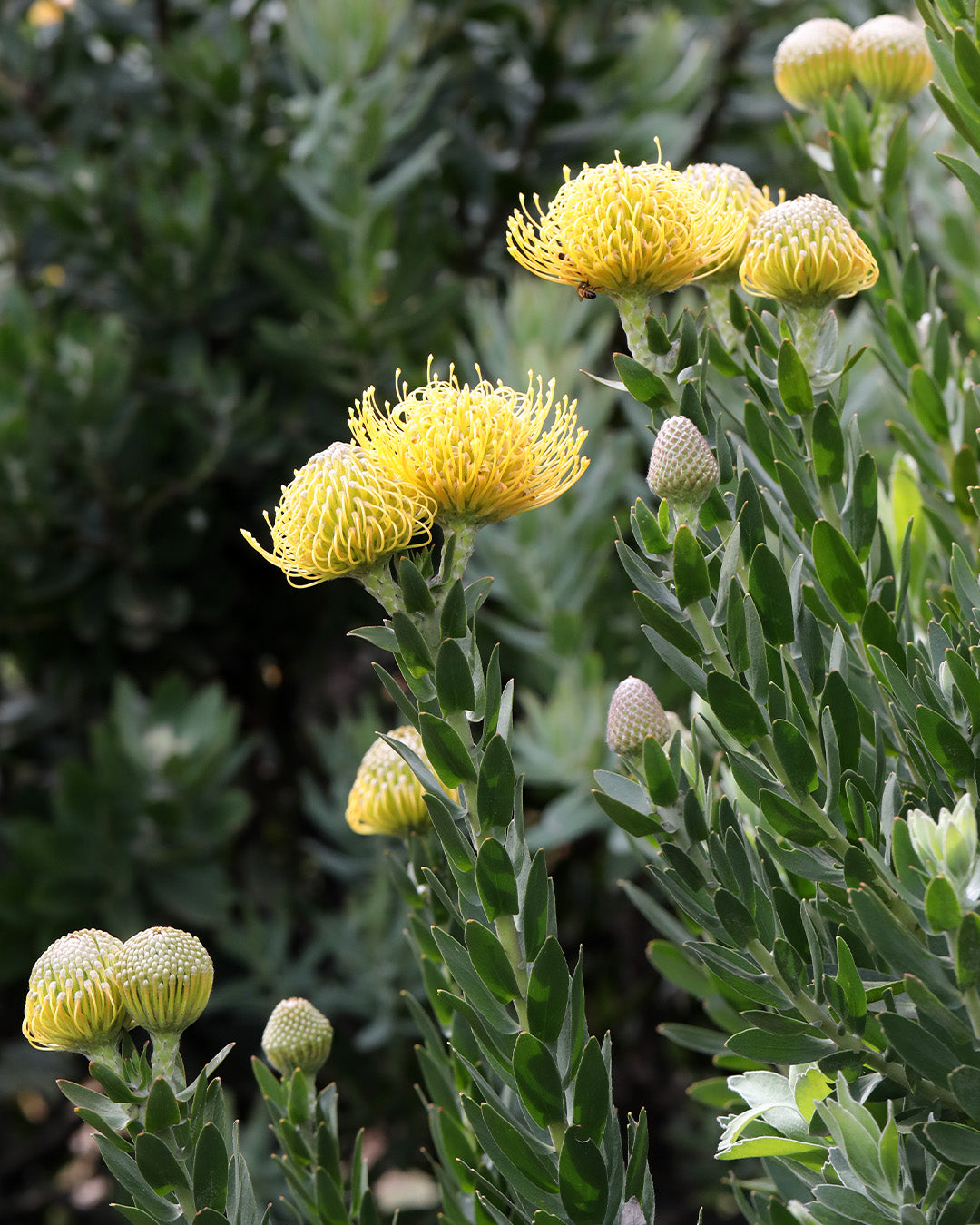 Leucospermum Carnival Yellow