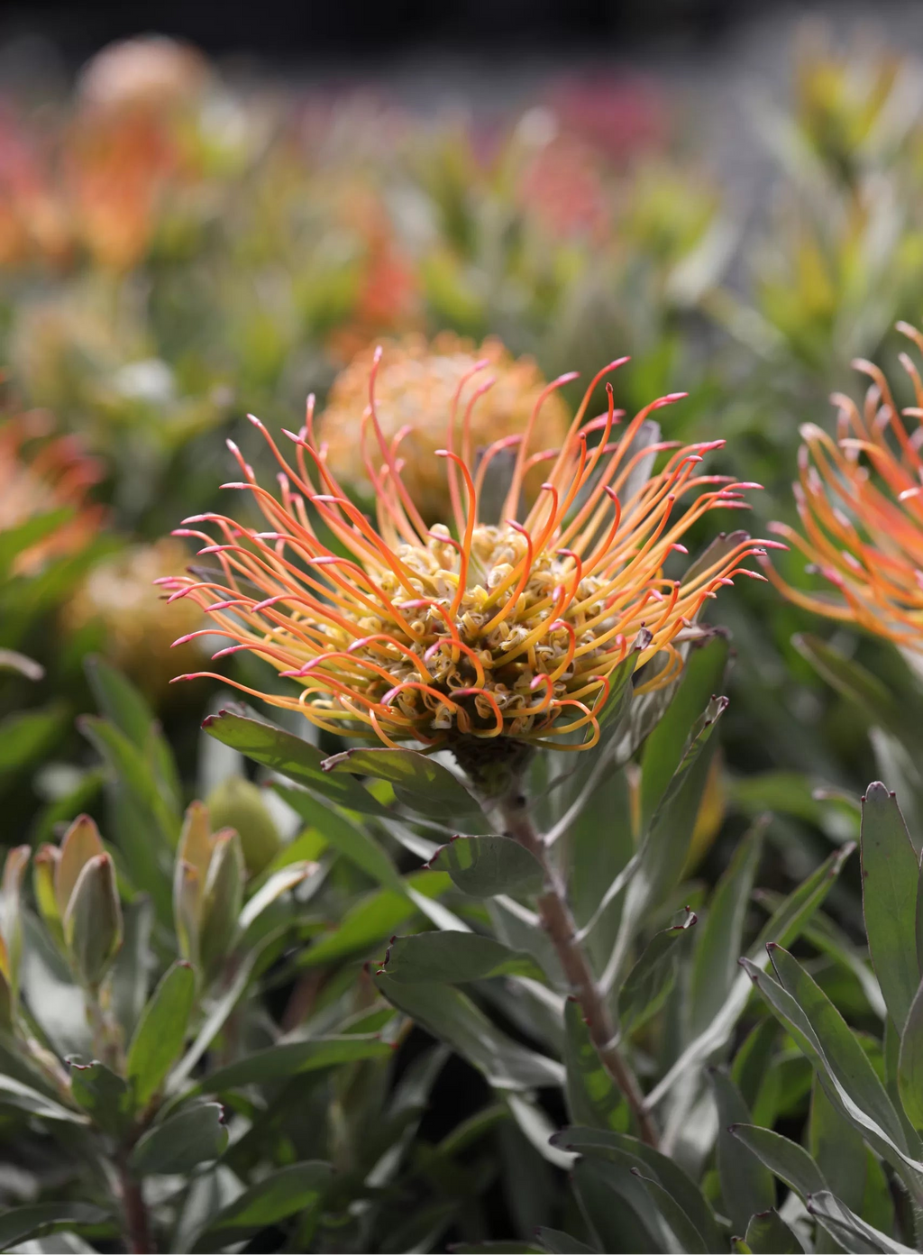 Leucospermum Catherinae