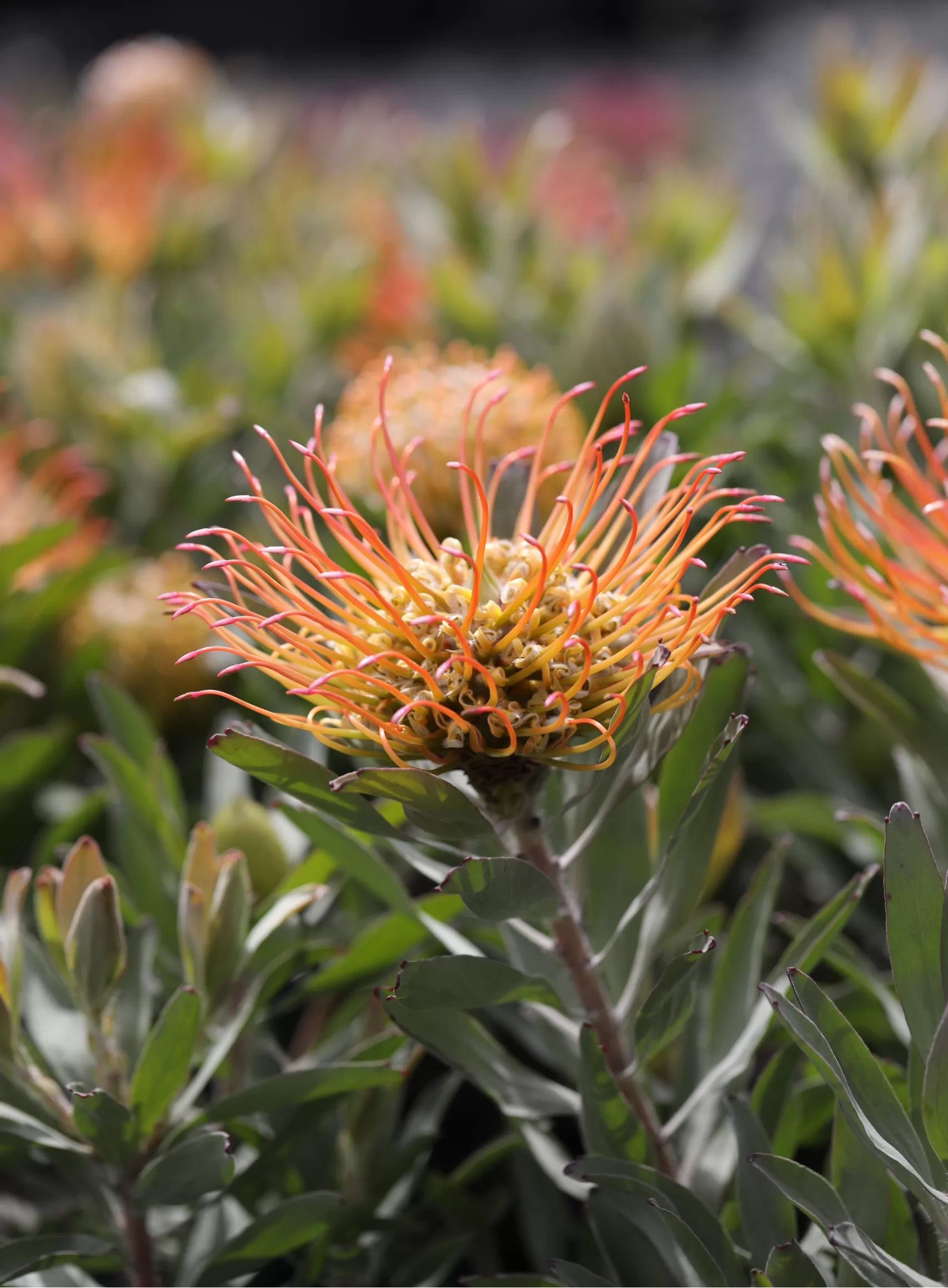 Leucospermum Catherinae